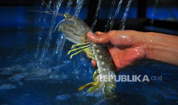 Ilustrasi udang. 