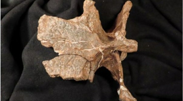 Ilmuan Temukan Fosil Dinosaurus Lengan Kecil di Argentina