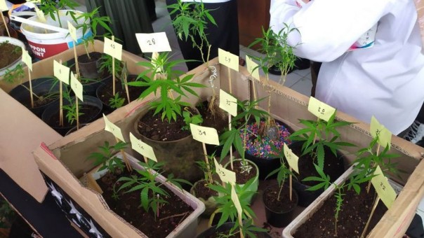 Pria 37 Tahun di Bandung Bertani Sebanyak 43 Pohon Ganja Pria 37 Tahun di Bandung Bertani Sebanyak 43 Pohon Ganja