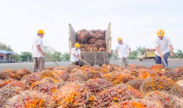PalmCo Diyakini Tingkatkan Kemitraan Dan Kesejahteraan Petani PalmCo Diyakini Tingkatkan Kemitraan Dan Kesejahteraan Petani